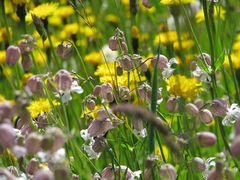 die aufgeplusterte Silene