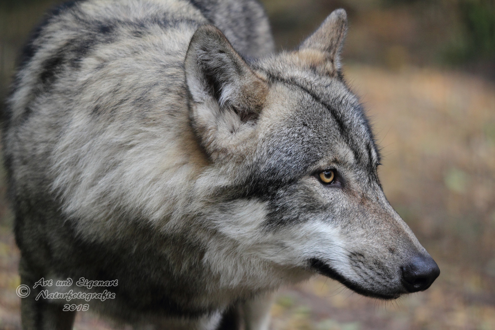 Die Aufmerksamkeit eines Wolfes