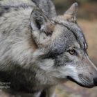 Die Aufmerksamkeit eines Wolfes