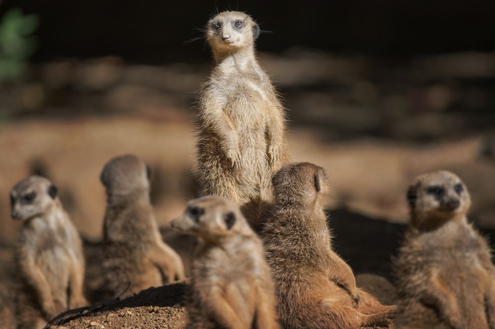 Froschaugen und Bokehkreise I Foto & Bild  nah- & makro, tiere, zoo,  wildpark & falknerei Bilder auf fotocommunity