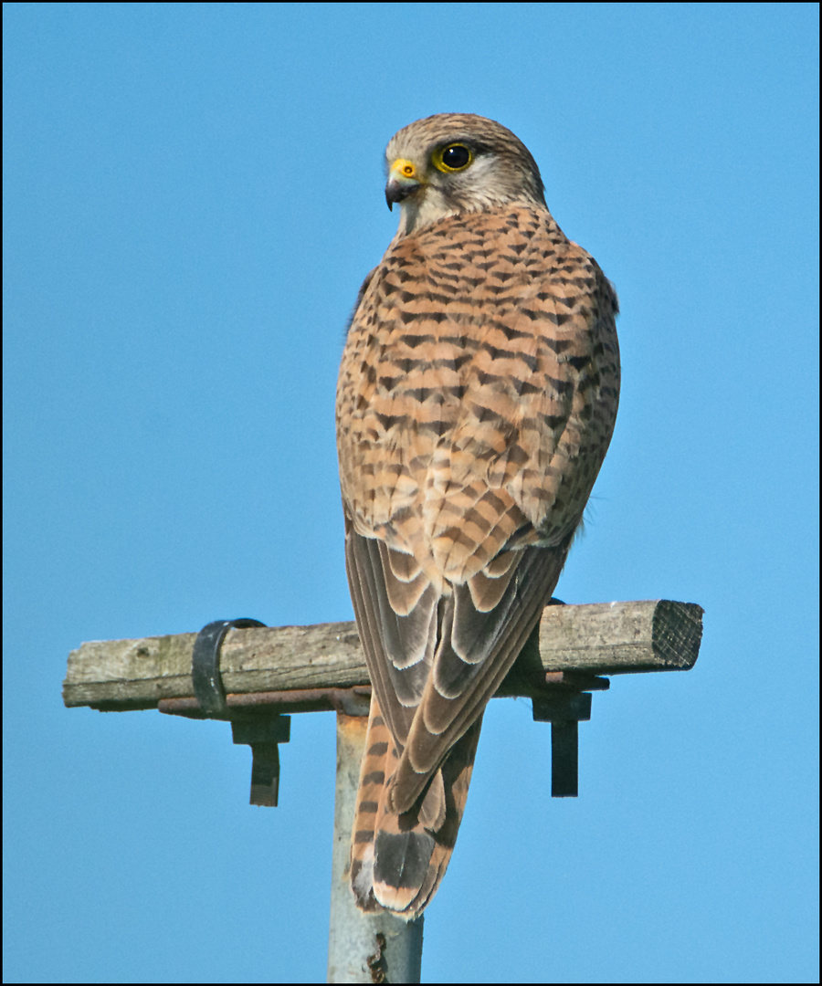 Die Aufzucht der Jungfalken und ihr (2) . . .