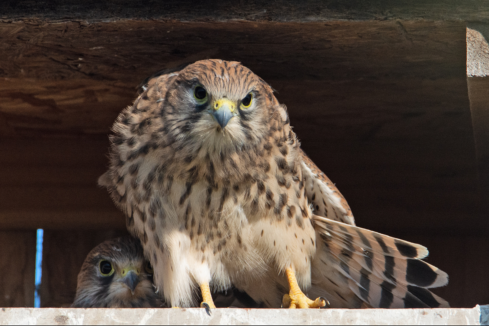 Die Aufzucht der Jungfalken und ihr (3) . . .