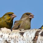 Die Augeeeeen links !!!   Motto des Tages:  Wir wollen auch nicht das Ihr Euch heute nur betrinkt !!