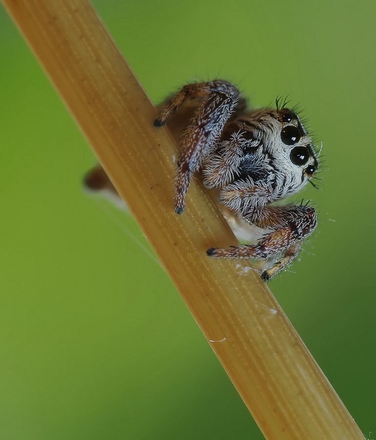 die Augen 2