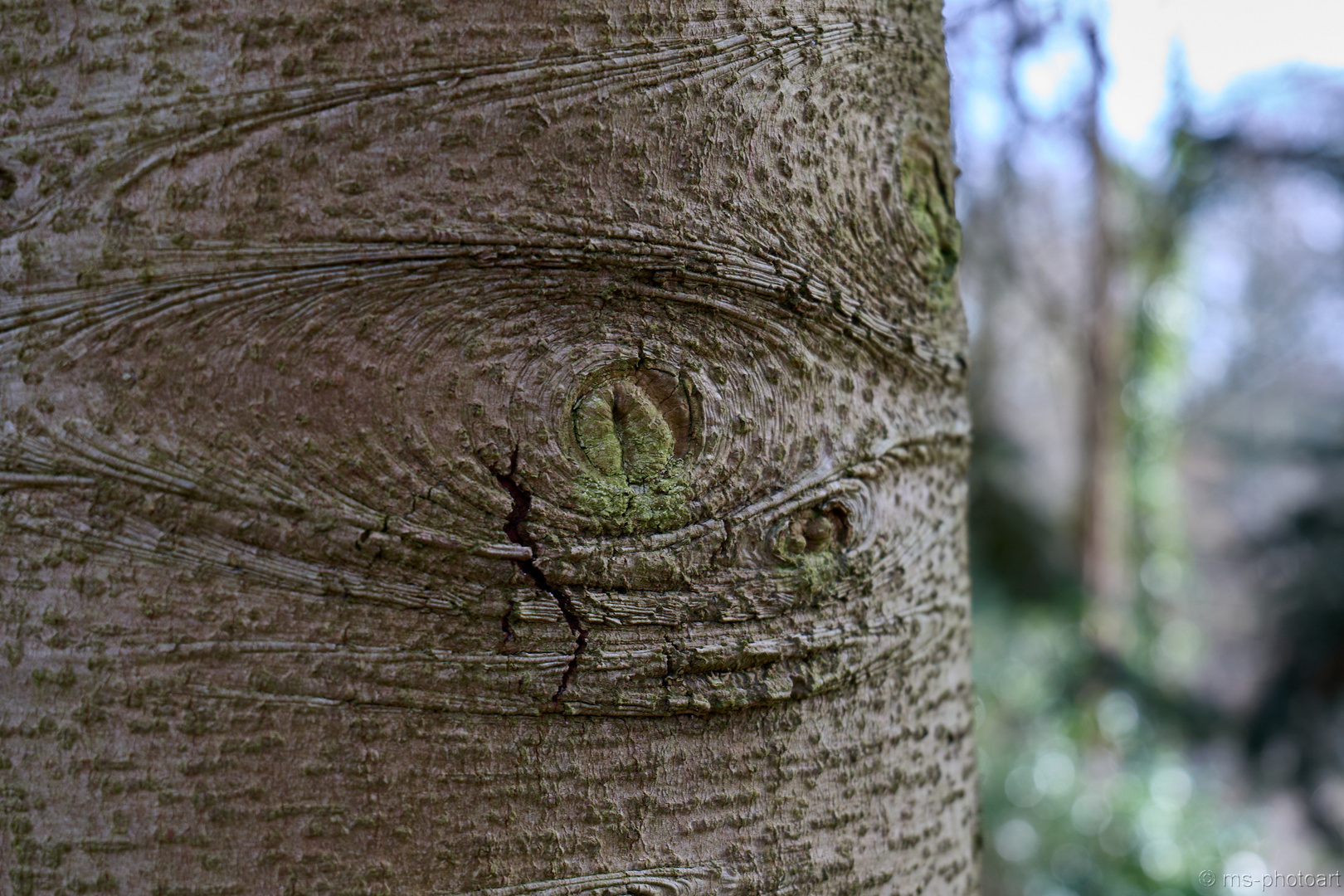 Die Augen