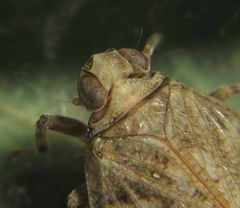 Die Augen der Echten Käferzikade von oben