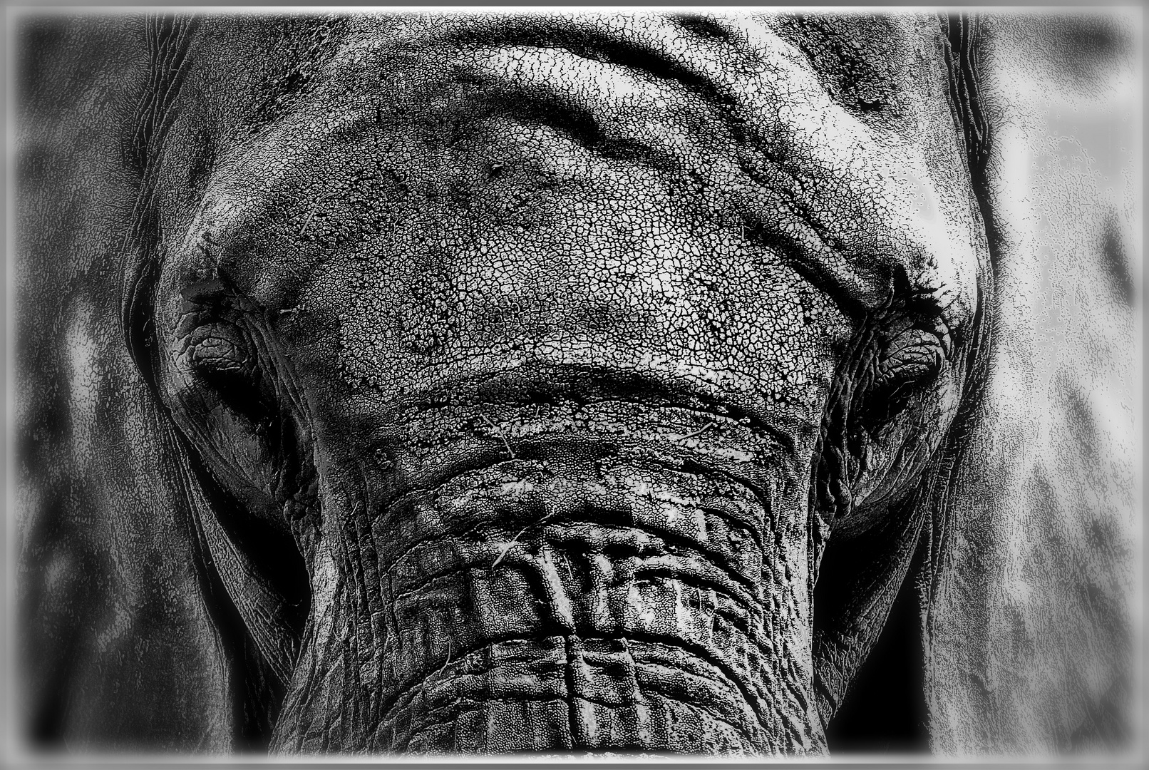 Die Augen der Elefanten