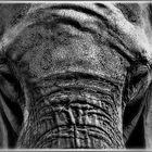 Die Augen der Elefanten