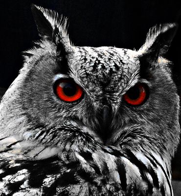 Die Augen der Eule
