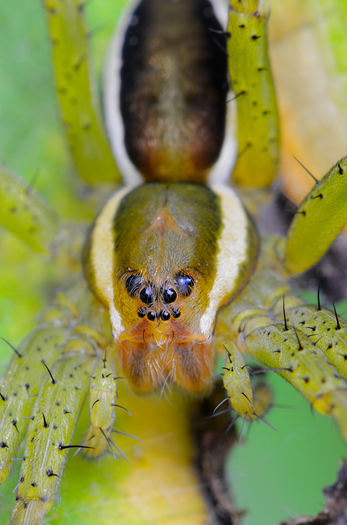 DIE AUGEN DER JÄGERIN