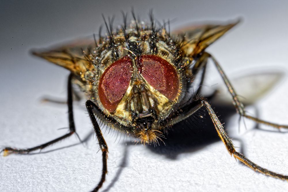 Die Augen der Stubenfliege Foto & Bild natur, nahaufnahme, fliege Bilder auf