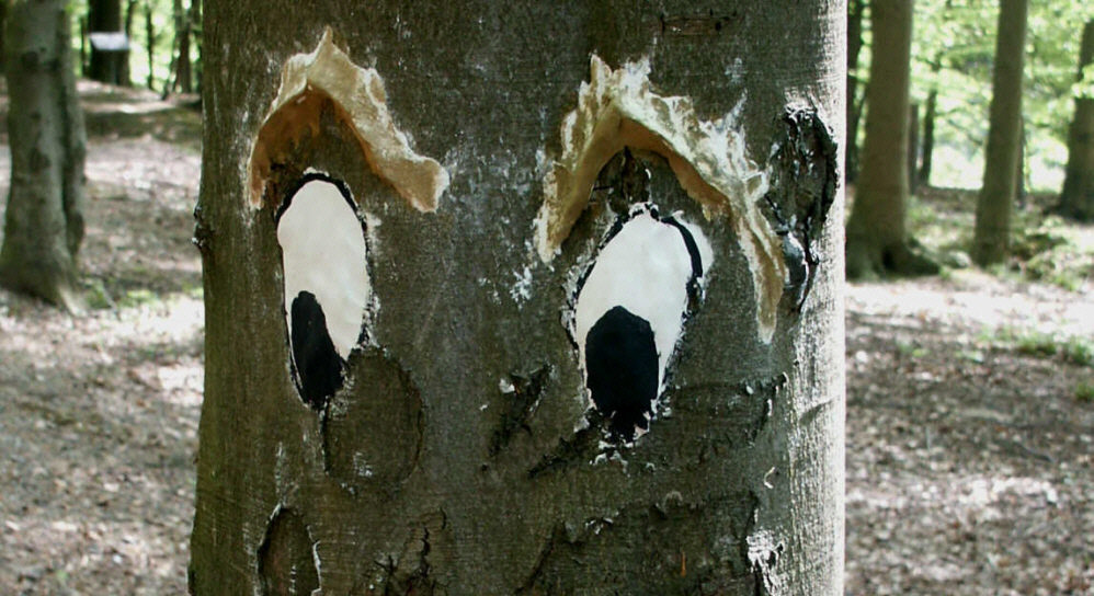 Die Augen des Baumes