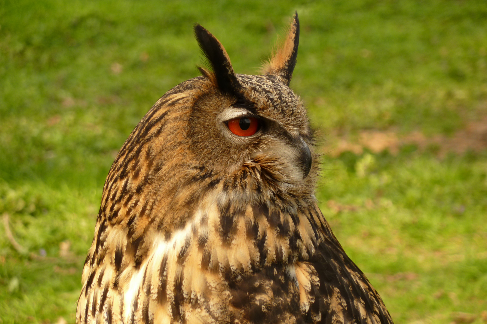 Die Augen des Jägers