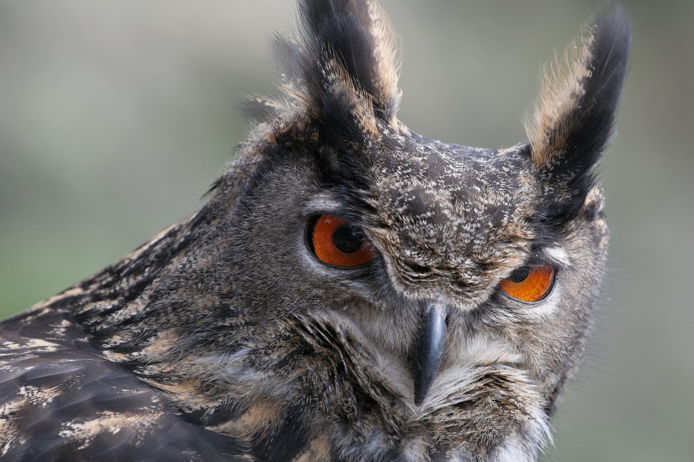 Die Augen des Jägers