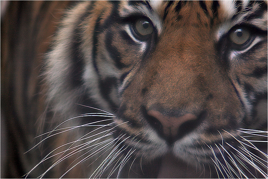 Die Augen des Tigers