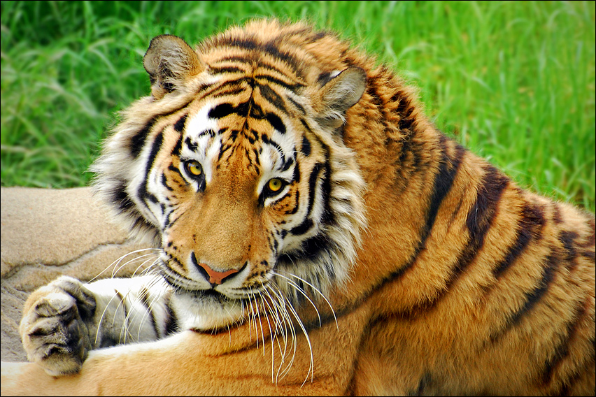 Die Augen des Tigers...