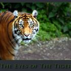 Die Augen des Tigers 3