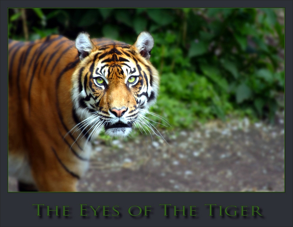 Die Augen des Tigers 3