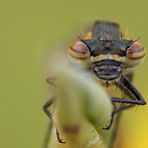 die Augen einer Adonislibelle (20/04/2012)