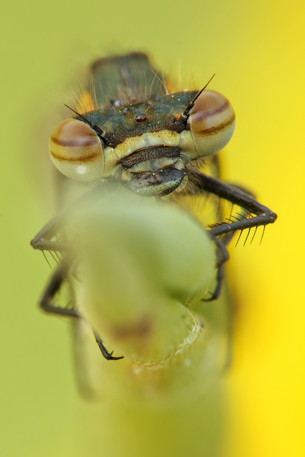 die Augen einer Adonislibelle II