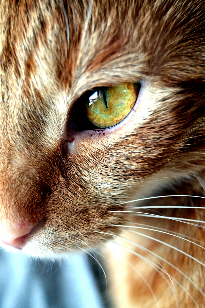 Die Augen einer Katze ...
