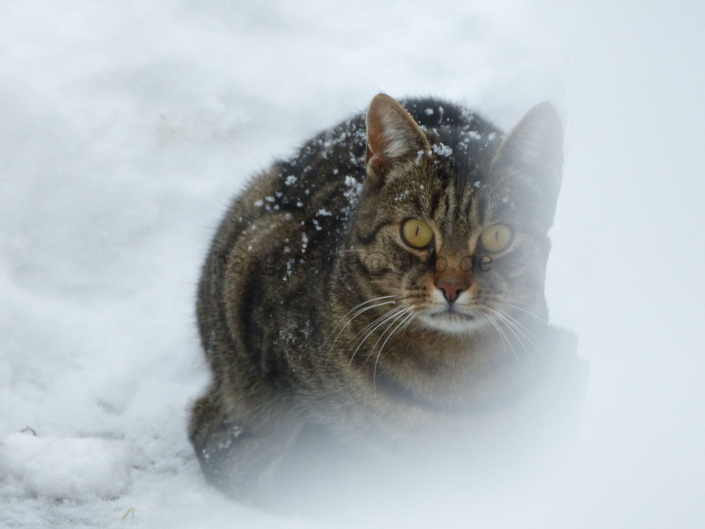 Die Augen einer Katze sind Fenster, die uns in eine andere Welt blicken lassen.