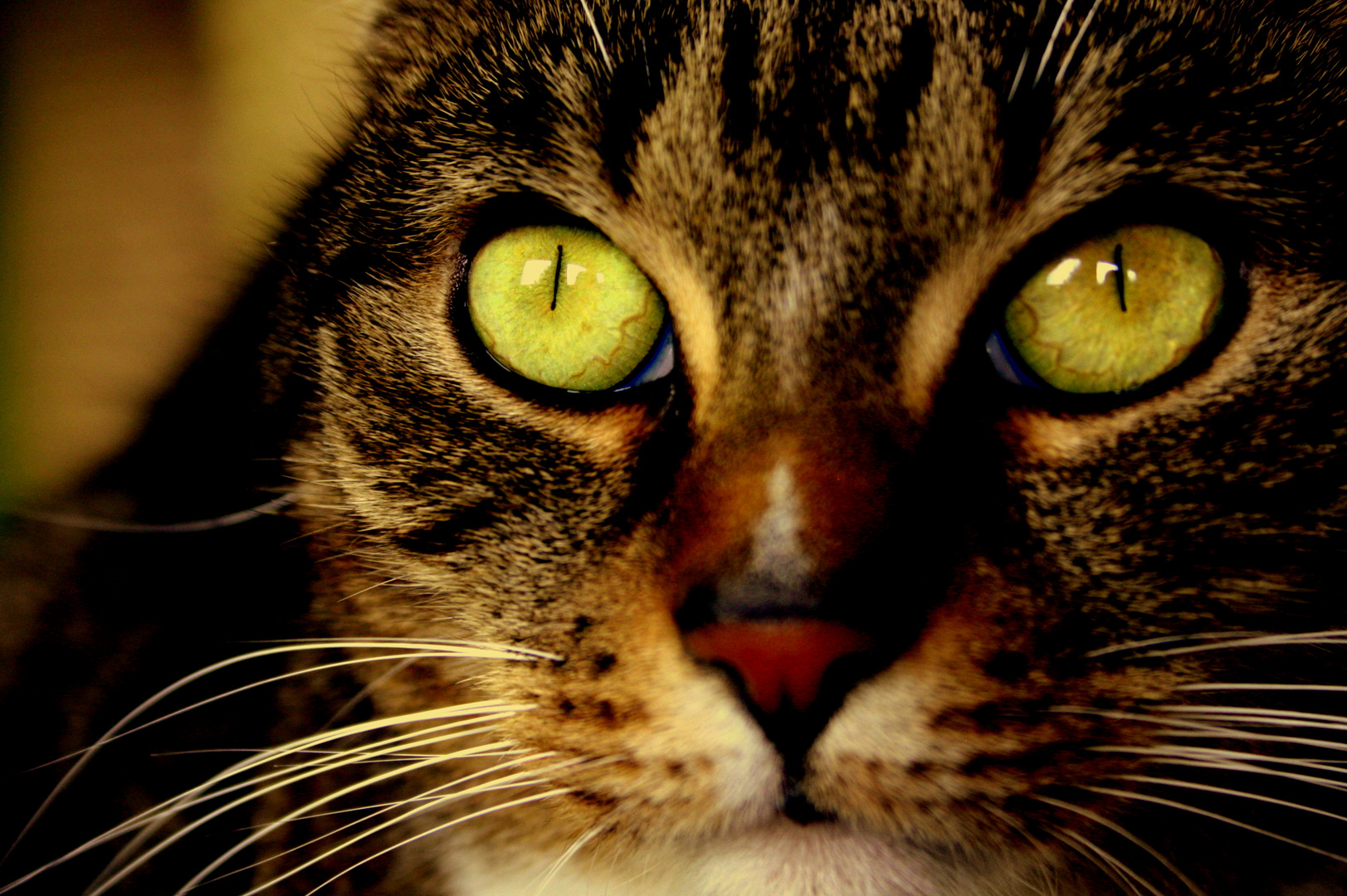 Die Augen einer Katze sind Fenster die uns in eine andere Welt blicken lassen