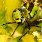 Die Augen einer Libelle