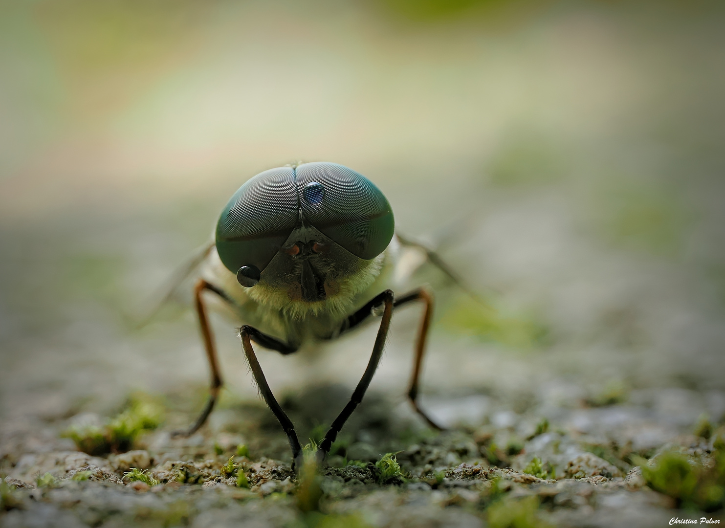 Die Augen einer Rinderbremse