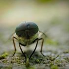 Die Augen einer Rinderbremse