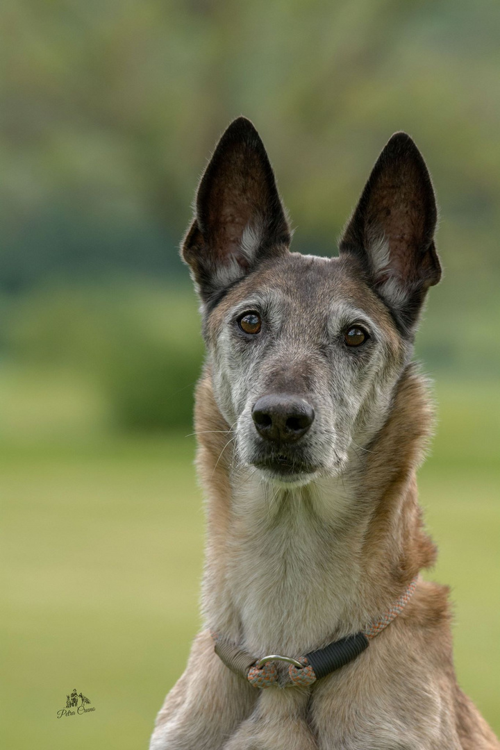 Die Augen eines Hundes sind wie ein Wörterbuch.