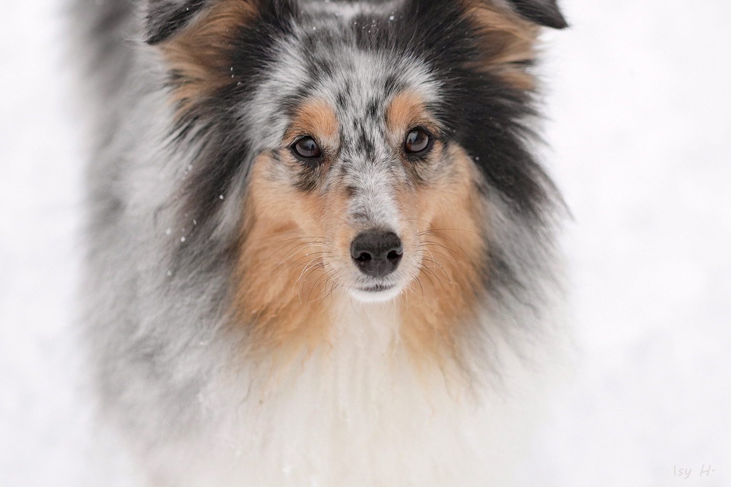 Die Augen eines Hundes sprechen eine besondere Sprache