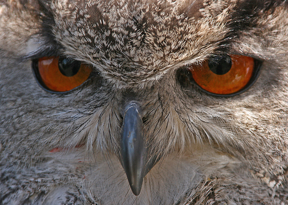 Die Augen eines Uhus