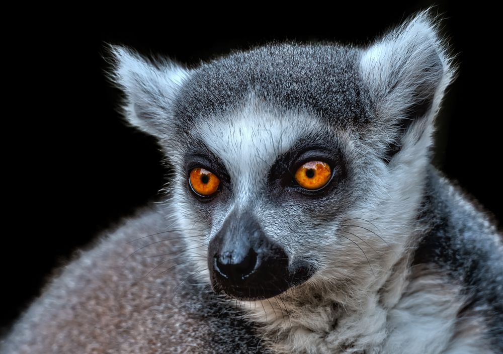 Die Augen... Foto & Bild | tiere, zoo, wildpark & falknerei
