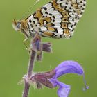 Die Augen links - die Blüten rechts !