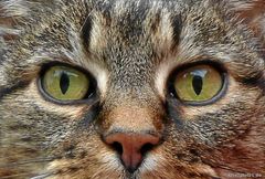 Die Augen meiner Nachbars Katze "MIEZI"