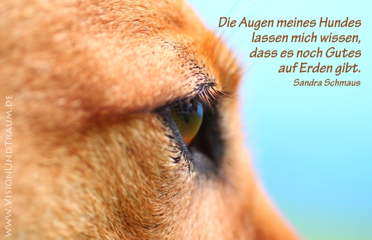 Die Augen meines Hundes...