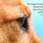 Die Augen meines Hundes...