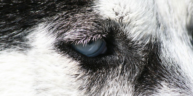 Die Augen meines Huskies.