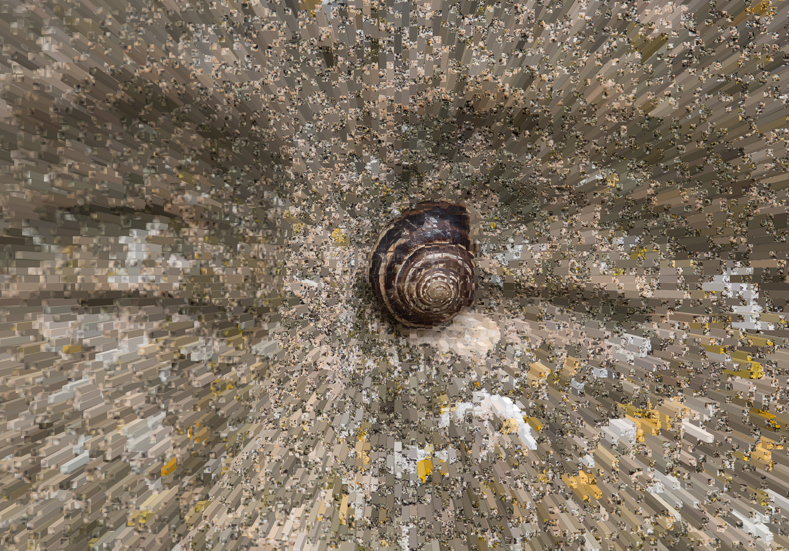 Die Augen-Schnecke