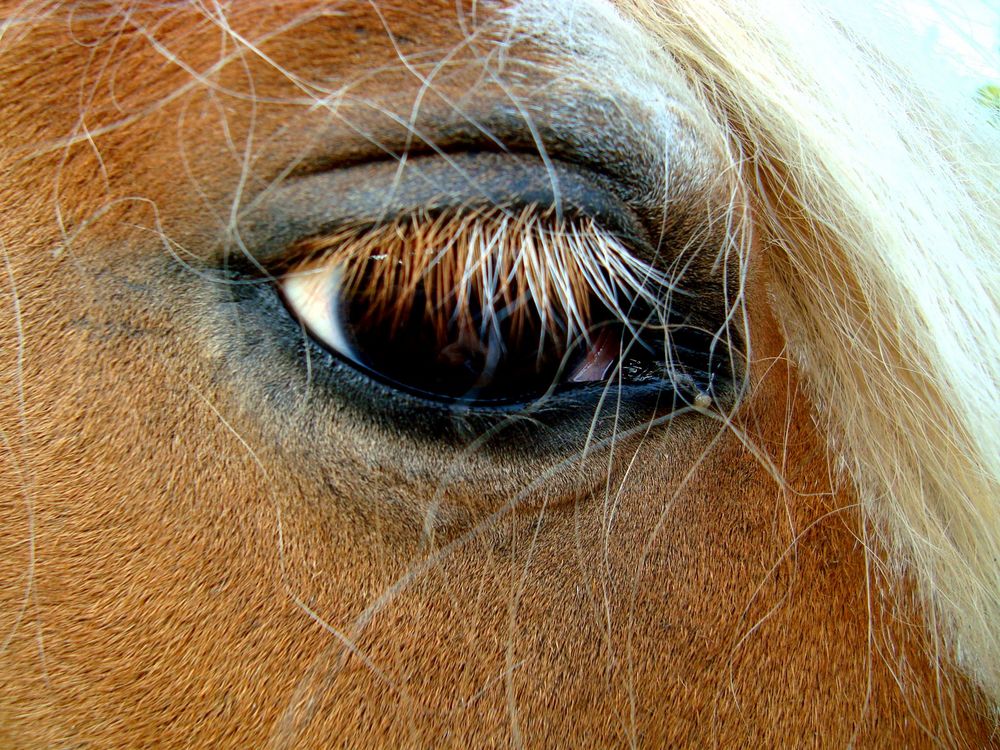 Die Augen sind das Fenster zur Seele eines jeden...auch bei Pferden o.ö