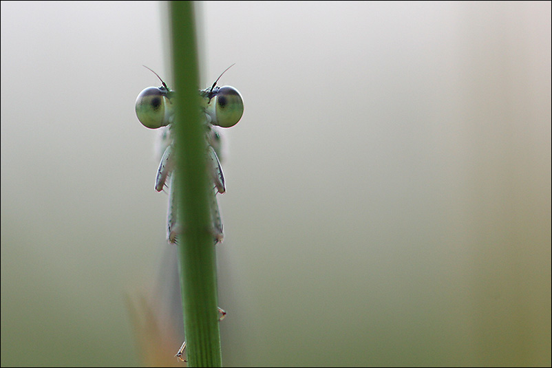 Die Augen sind überall