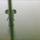 Die Augen sind überall