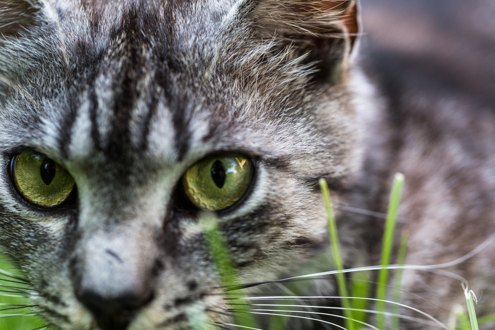 Die Augen von Kater Rocky