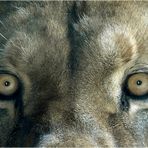 Die Augen von Löwe Massai.....