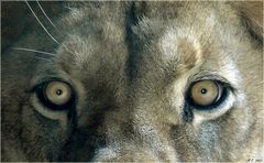 Die Augen von Löwe Massai.....