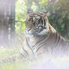 Die Aura des Tigers