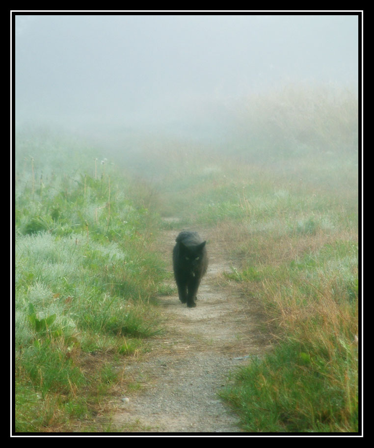 Die, aus dem Nebel kam