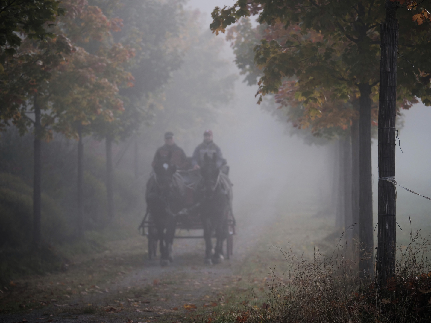 Die aus dem Nebel kamen