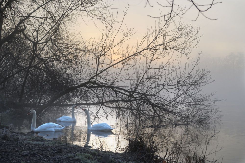 Die aus dem Nebel kamen